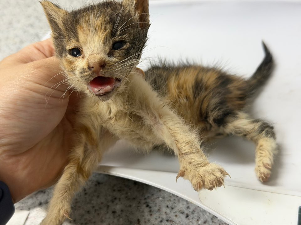 광주동물보호센터_429361202500642